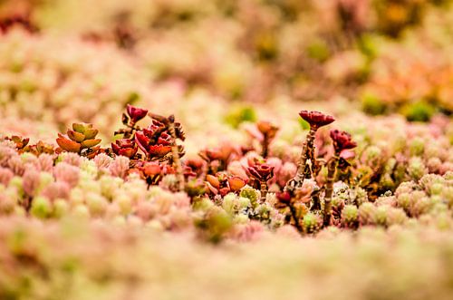 Red succulents on a green roof