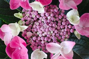 Hortensien in rosa und weißen Tönen von Anne Ponsen