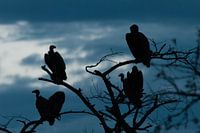 Vultures at dusk