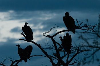 Vautours au crépuscule
