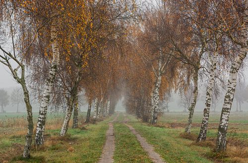 Birch avenue in autumn
