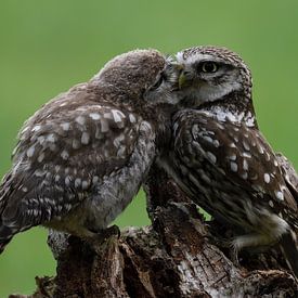 Little owls by Tariq La Brijn