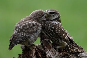 Little owls von Tariq La Brijn