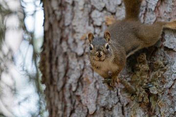 Écureuil roux (Tamiasciurus hudsonicus), Parc national de Banff, Alberta, Canada sur Alexander Ludwig