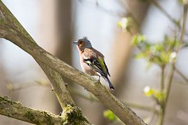Vink von view photo