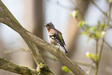 Vink van view photo