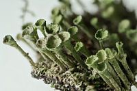 coconut moss