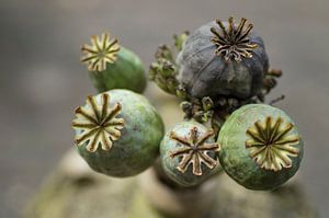 Nahaufnahme von fünf Samenzwiebeln des Mohns