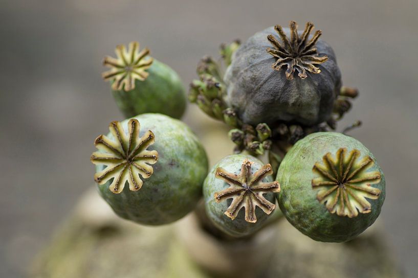 Close-up of five seed bulbs of the poppy by Birgitte Bergman