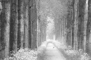 Allee von blühendem Flötenkraut schwarz und weiß