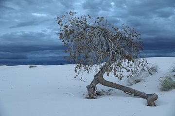 White Sands Dunes National Monument in New Mexico USA by Frank Fichtmüller