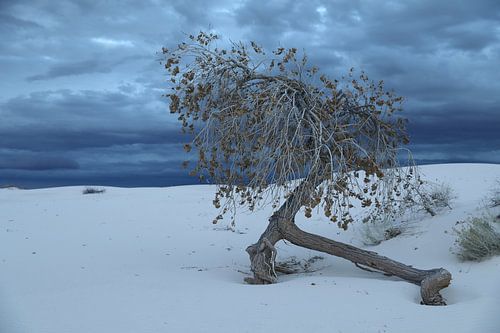 White Sands Dunes National Monument in New Mexico USA