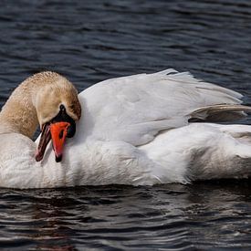 White swan by Loek Lobel