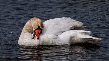 Cygne blanc sur Loek Lobel