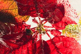 Christmas star in ice 2 by Marc Heiligenstein