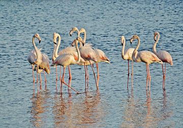 Flamingo's in de lagune van Werner Lehmann
