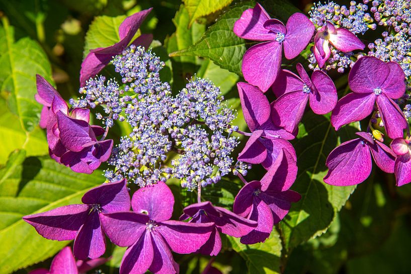 ombellifère à fleurs par Jan Fritz