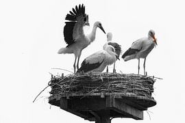 Quartettstörchen von Peter Bartelings