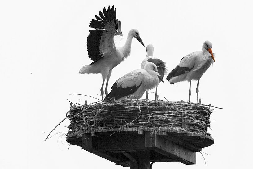 Quartet storks by Peter Bartelings