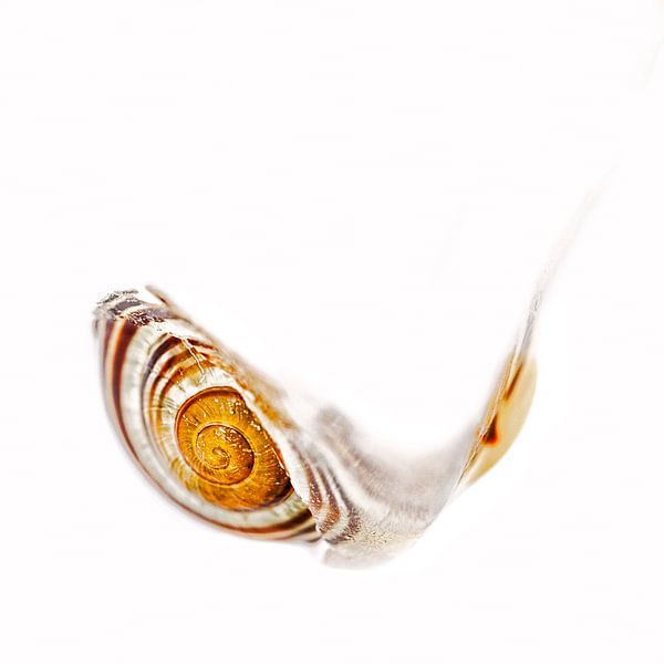 snell shell frozen in ice by Anneliese Grünwald-Märkl