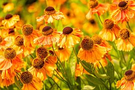 Lumière douce sur le rossolis sur Jolanda van Haeften