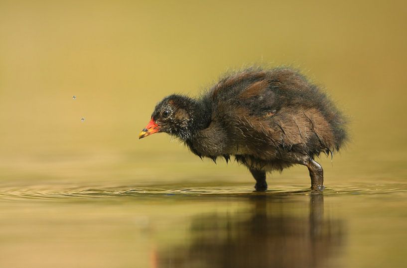 Waterhoentje in ochtendlicht by Michel de Beer
