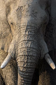 Elephant portrait vertical 