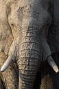 Portrait vertical d'un éléphant par Richard Guijt Photography Aperçu