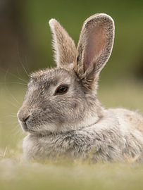 Portrait of a rabbit by Willemijn Wolthaus