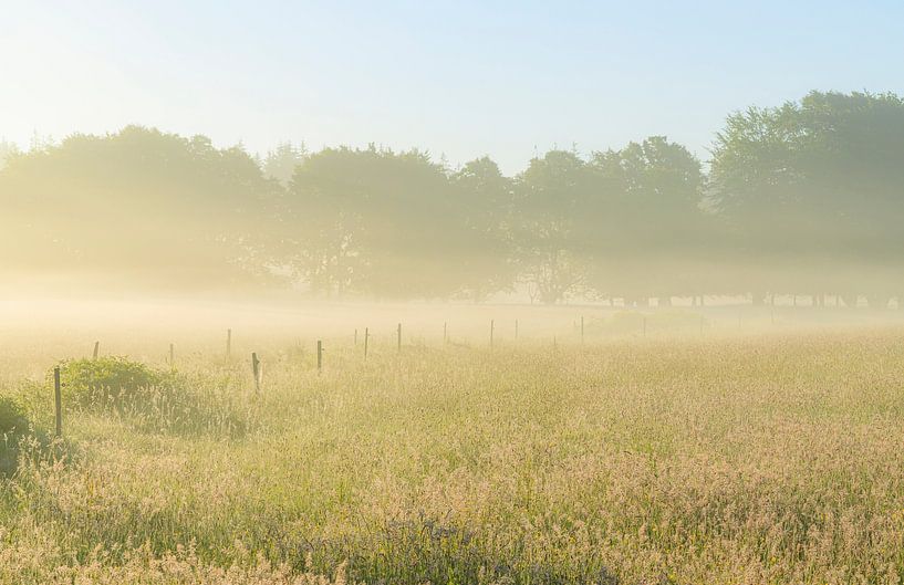 Rold Skov (Denmark) by Marcel Kerdijk