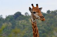 Giraffe in Farbe von Dustin Musch Miniaturansicht