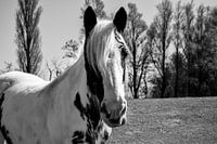 Photo en noir et blanc d'un cheval