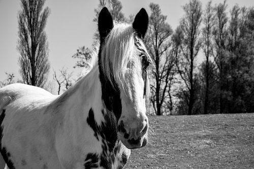 Zwart-wit foto van een paard