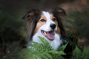 Border collie tussen de varens van Kim van Beveren