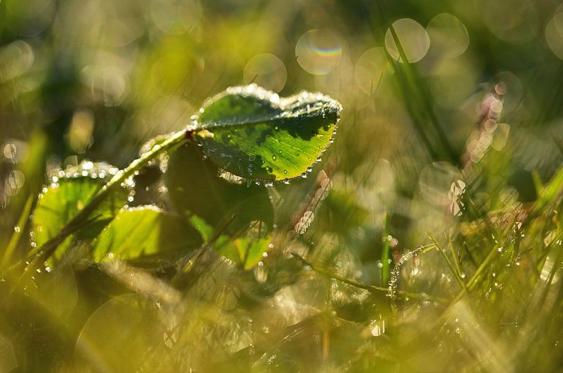 Shamrock in the meadow in the glow of lights by Oliver Lahrem