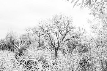 Eenzame boom in de Carnisse Grienden van Ad Van Koppen Fotografie