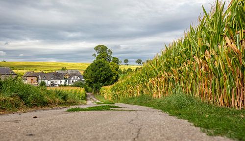 Mamelis in Zuid-Limburg