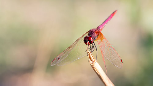 Violet Dropwing