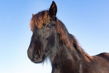 Portrait Kopf schwarz Fries Pferd mit blauem Himmel im Winter