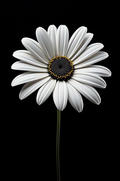 Blume von Bert Nijholt