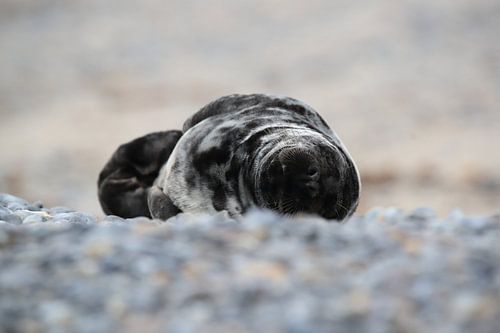 Grijze Zeehond Brul Helgoland Eiland Duitsland