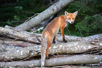 Fuchs auf Stapel von Baumstämmen von My Footprints