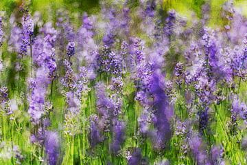 Champ de fleurs sur Huub Keulers