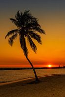 An abandoned palm tree by the beach