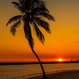 Eine verlassene Palme am Strand von Mark van Harlingen