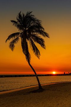 Een verlaten palmboom aan het strand van Mark van Harlingen