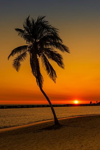 An abandoned palm tree by the beach