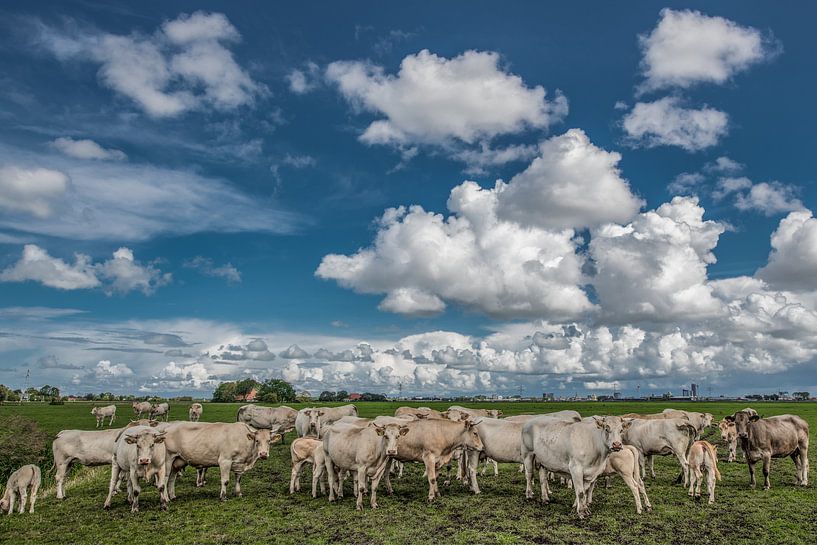 Koeien in het Friese landschap met Leeuwarden op de achtergrond van Harrie Muis