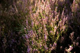 Sunrise on the Veluwe heather in bloom by Karijn | Fine art Natuur en Reis Fotografie