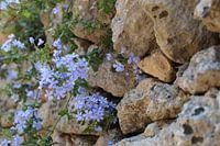 Blue violet
